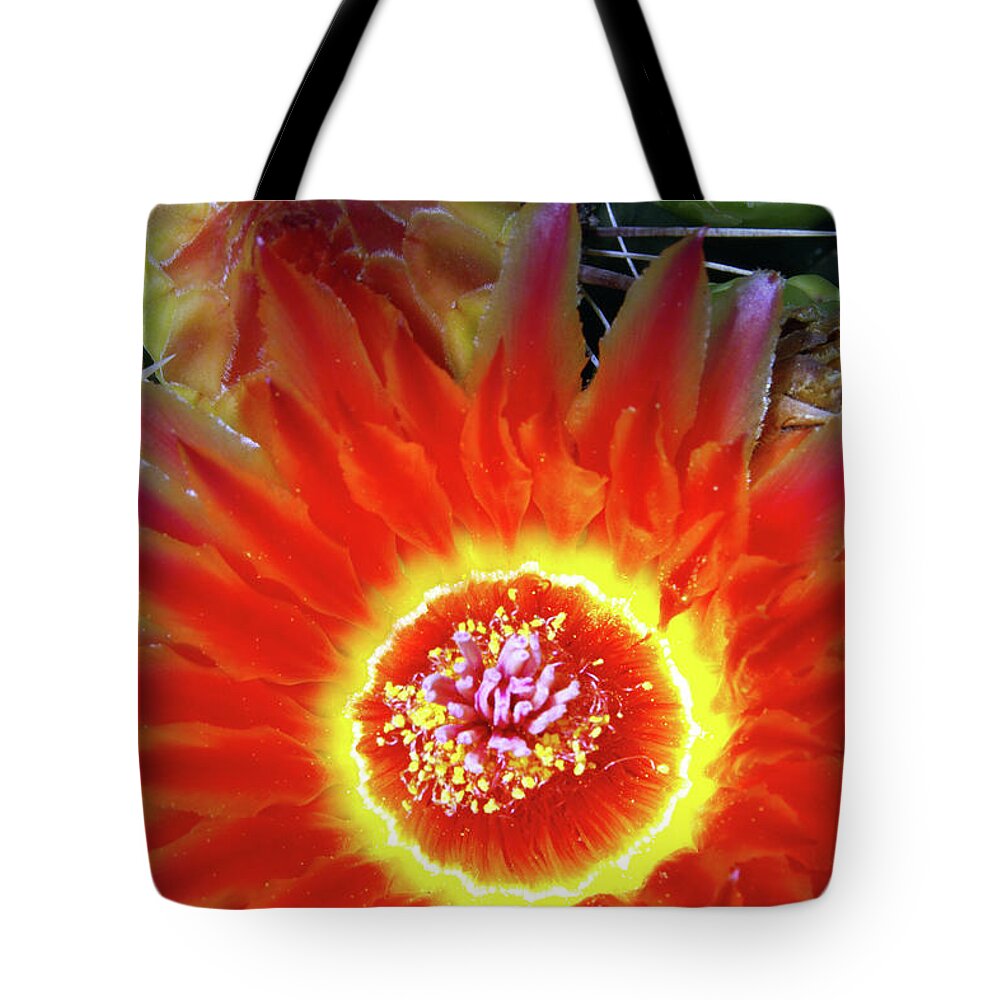Flower Tote Bag featuring the photograph Cactus Flower Fire by Douglas Taylor