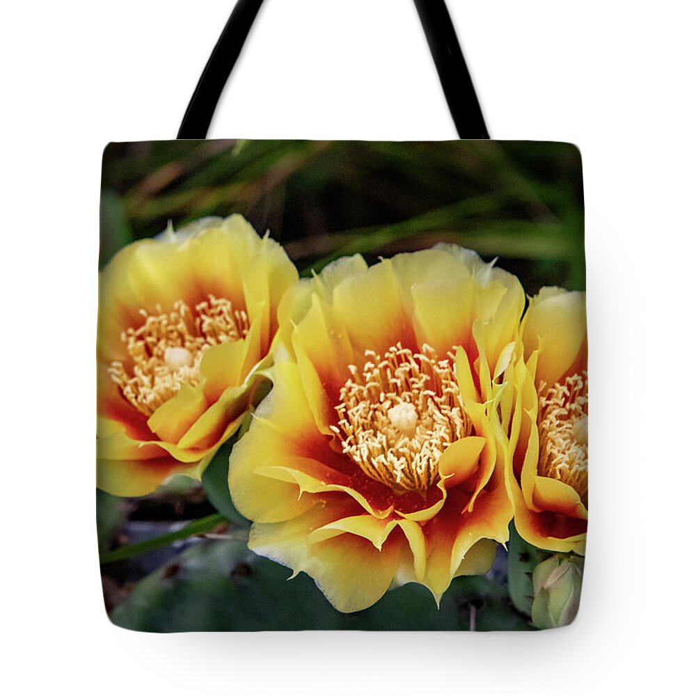 Flower Tote Bag featuring the photograph Cactus Flowers by Matt Sexton