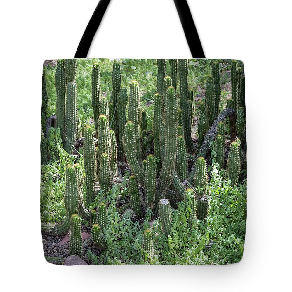 Cactus Tote Bag featuring the photograph Cactus Towers by Aaron Burrows