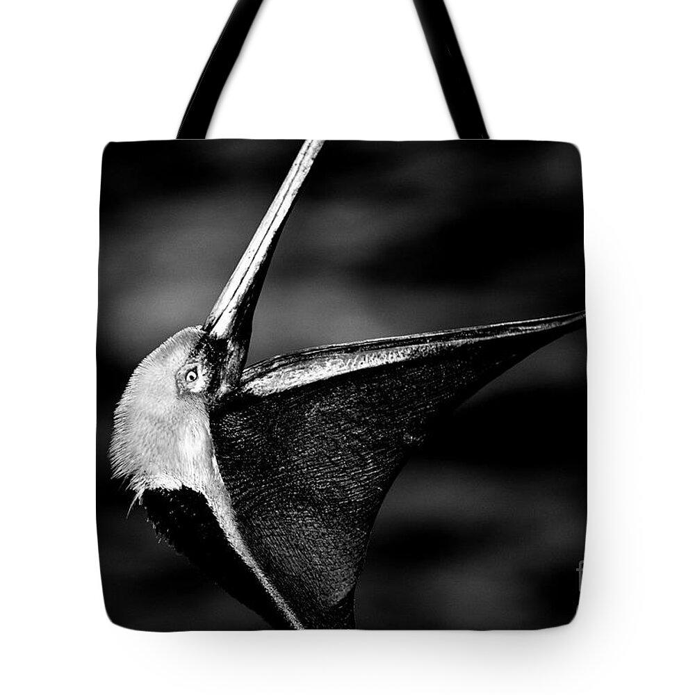 Pelicans Tote Bag featuring the photograph The Dreamcatcher by John F Tsumas