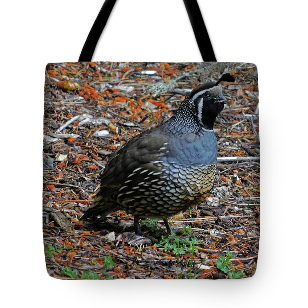 Bird Tote Bag featuring the photograph California Quail by Carl Moore