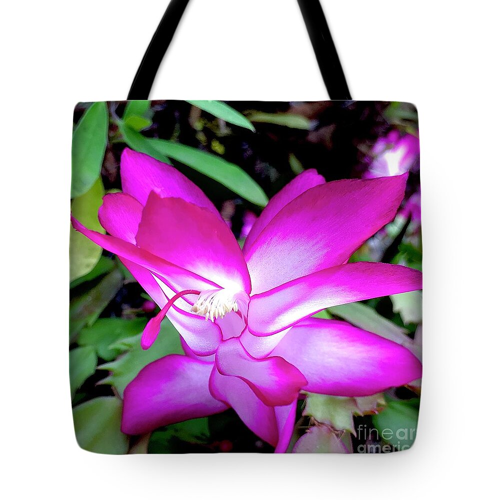 Fuchsia Tote Bag featuring the photograph Thanksgiving Cactus Call Me Fuchsia 1 by J Hale Turner