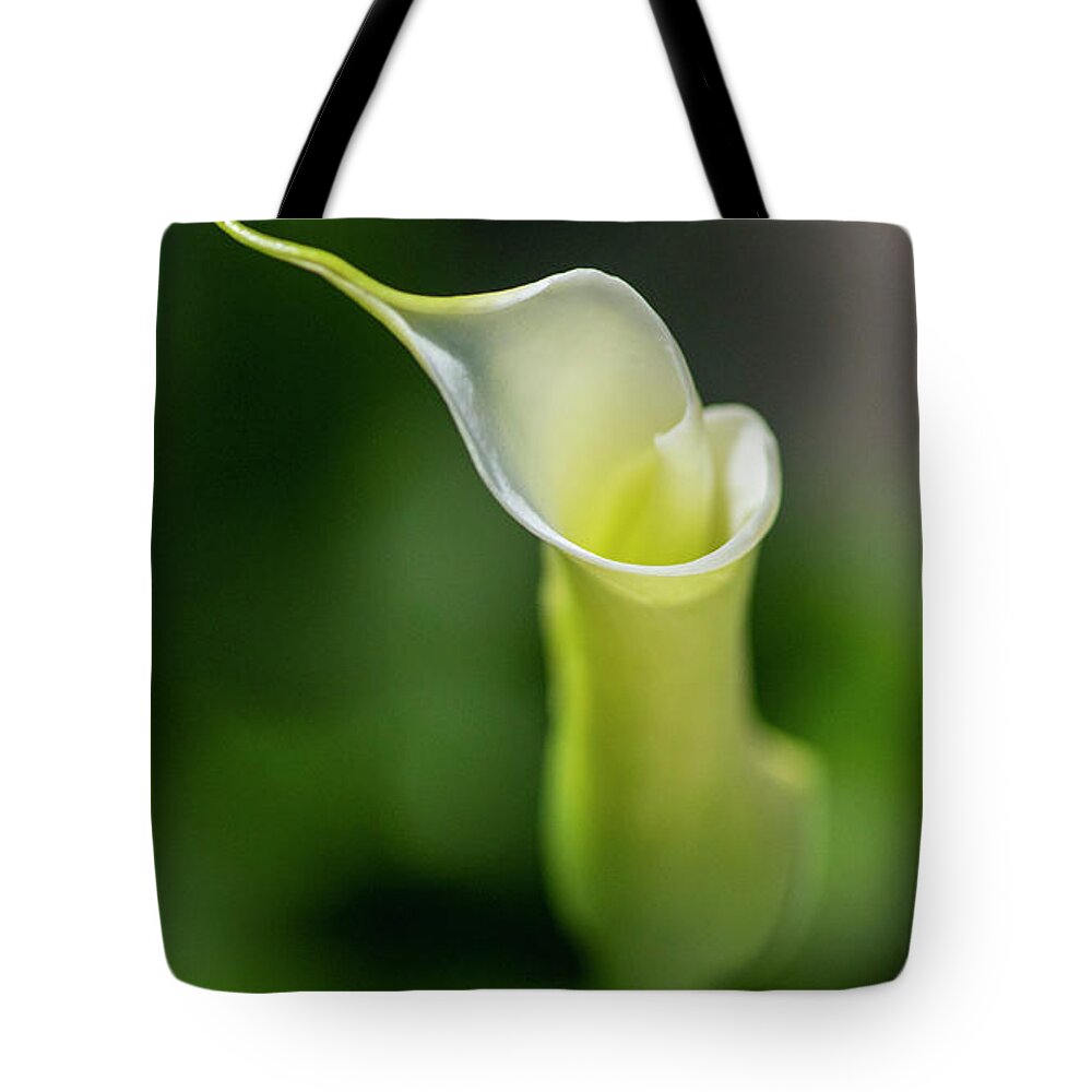 Calla Lily Tote Bag featuring the photograph Calla Lily 2 by Kathy Paynter