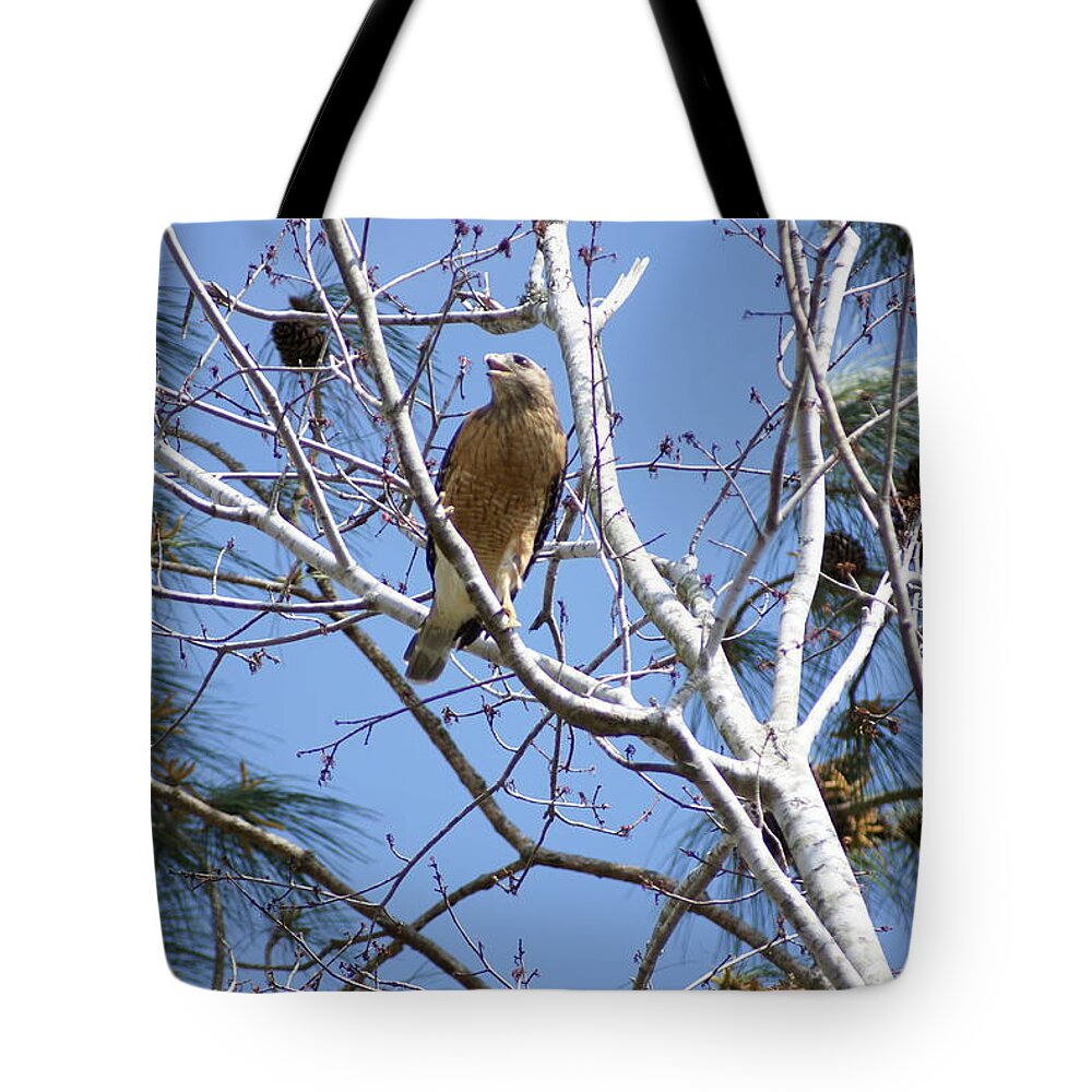 Red-shouldered Hawk Tote Bag featuring the photograph Calling Mate by Heather E Harman