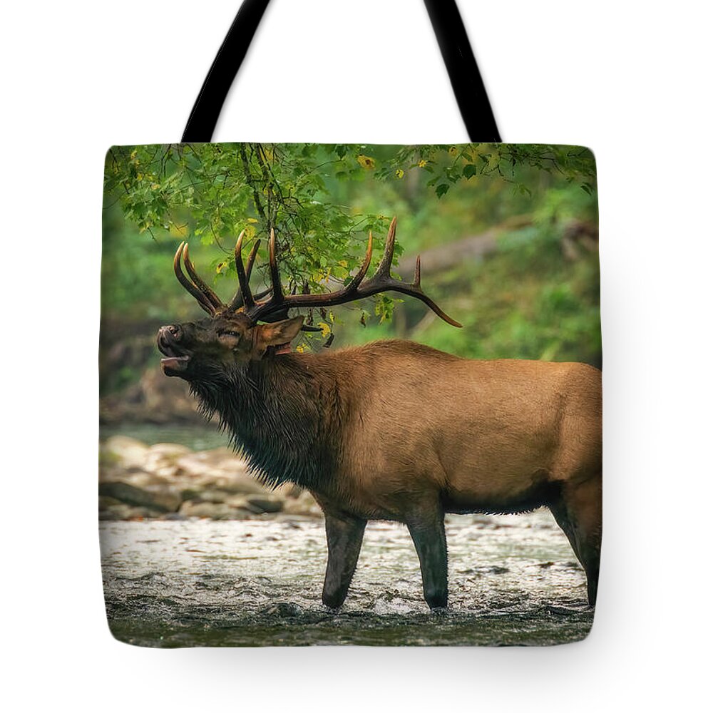 Great Smoky Mountains National Park Tote Bag featuring the photograph Calling the Ladies by Robert J Wagner