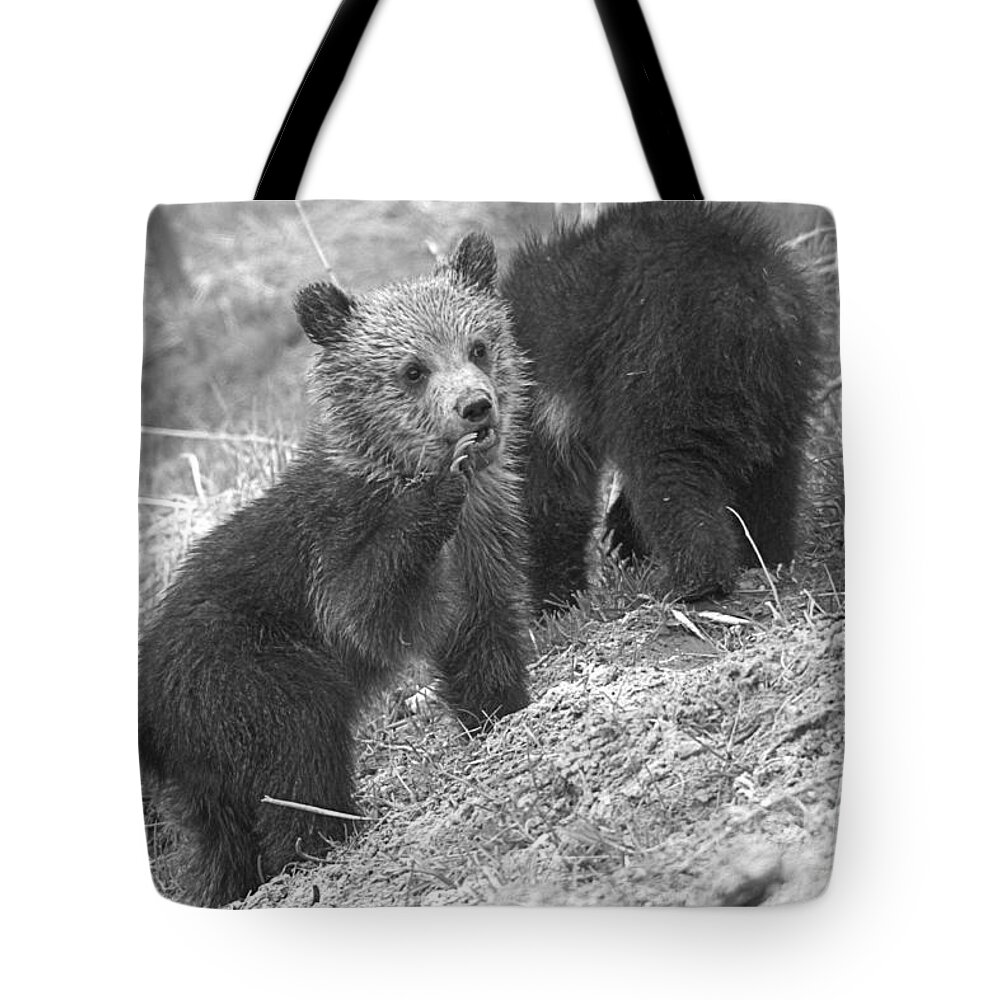 Grizzly Tote Bag featuring the photograph Calling The Others Closeup Black And White by Adam Jewell