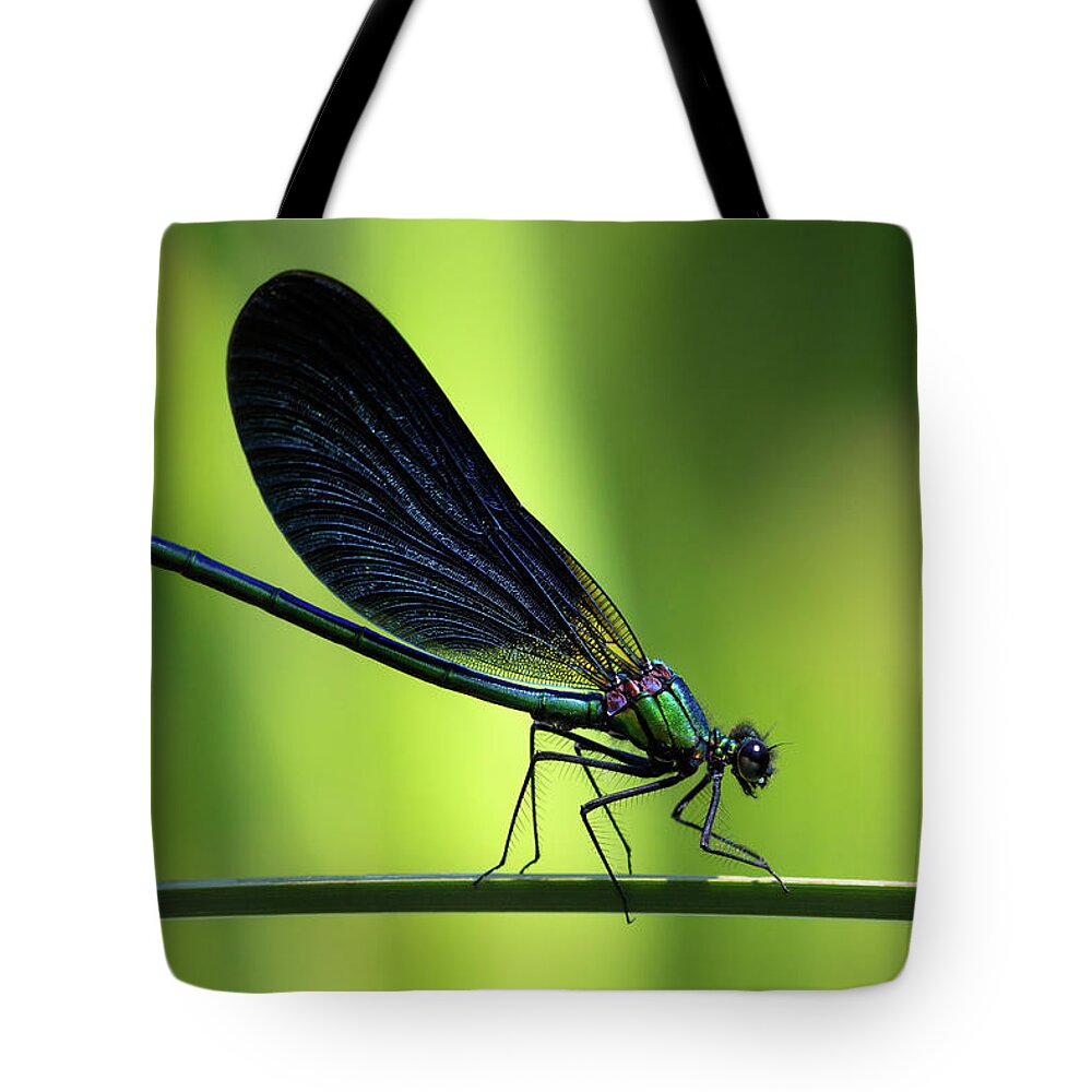 Calopteryx Tote Bag featuring the photograph Calopteryx virgo - the Beautiful Demoiselle by Olivier Parent
