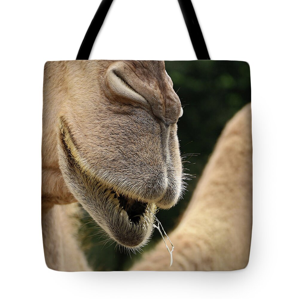 Camel Tote Bag featuring the photograph Camel by M Kathleen Warren