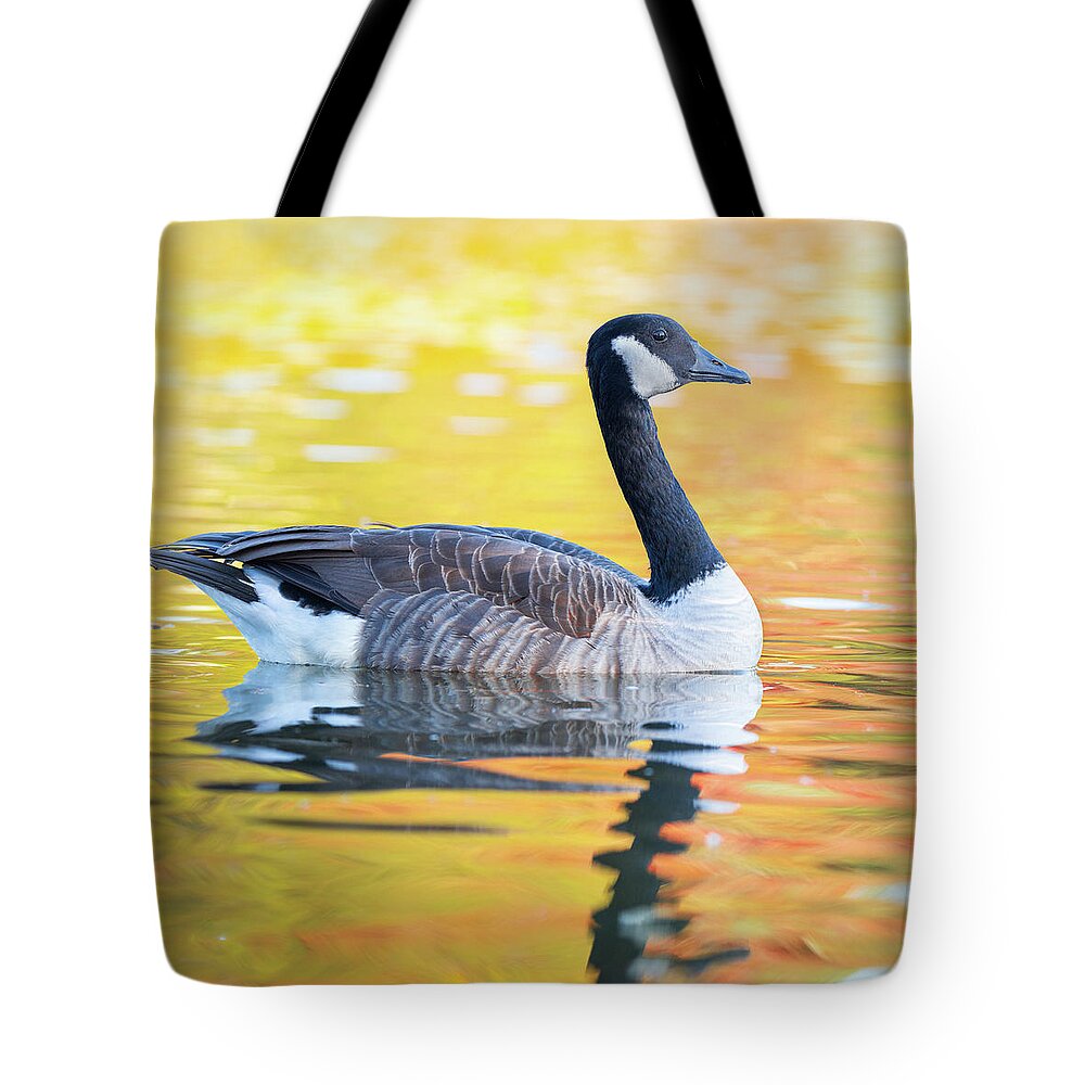 Canada Goose Tote Bag featuring the photograph Canada Goose Sunset Lake by Jordan Hill