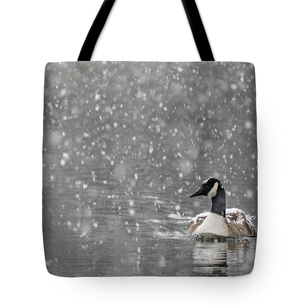 North America Tote Bag featuring the photograph Canadian Goose in Snow 2 by Melissa Southern