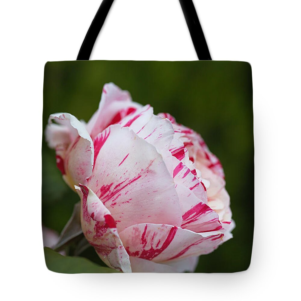 Floribunda Rose Tote Bag featuring the photograph Candy Pink Rose by Joy Watson