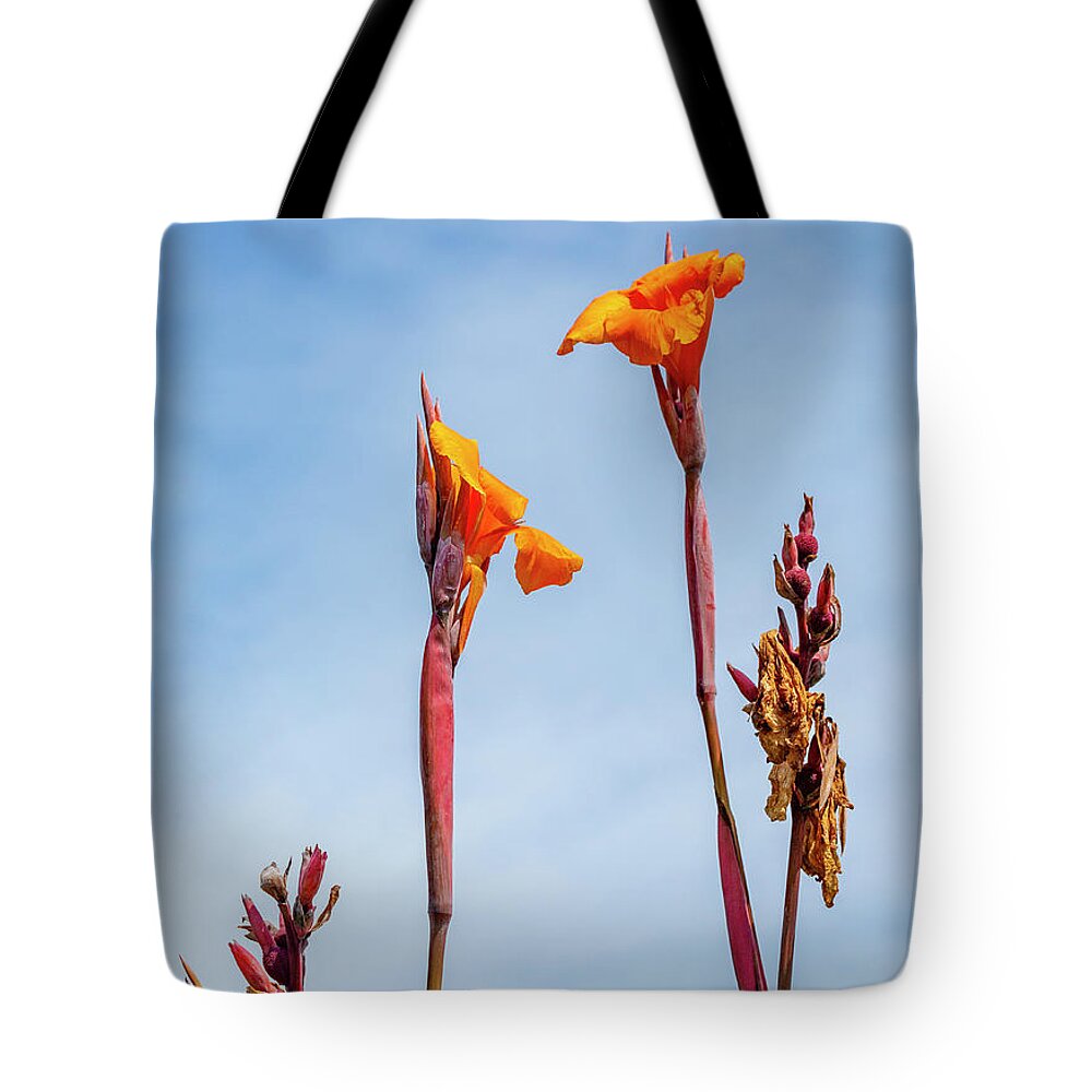 Canna Lily Tote Bag featuring the photograph Canna Lily by Cate Franklyn