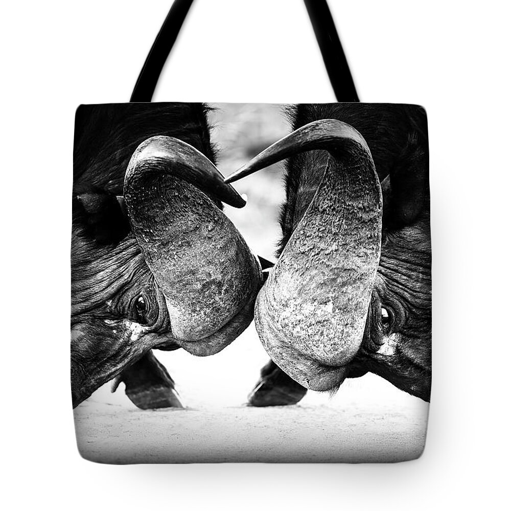 Cape Tote Bag featuring the photograph Cape Buffalo locking horns, Kruger Park, South Africa by Stu Porter