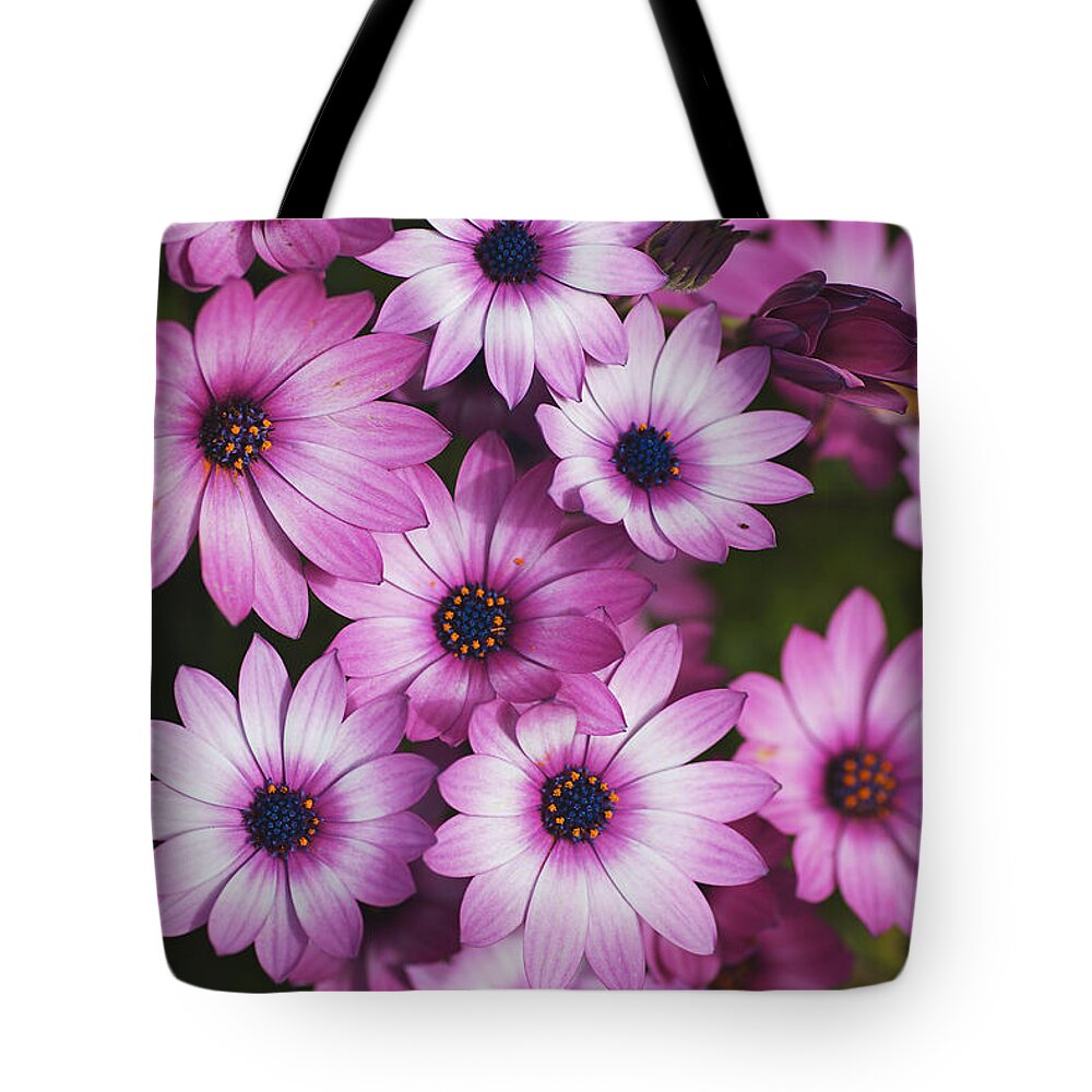 Cape Daisy Flower Art Tote Bag featuring the photograph Cape Daisy Pink by Joy Watson