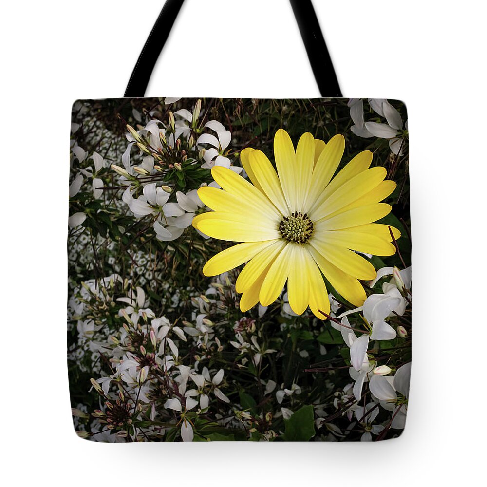 Flower Tote Bag featuring the photograph Cape Marguerite by Anamar Pictures