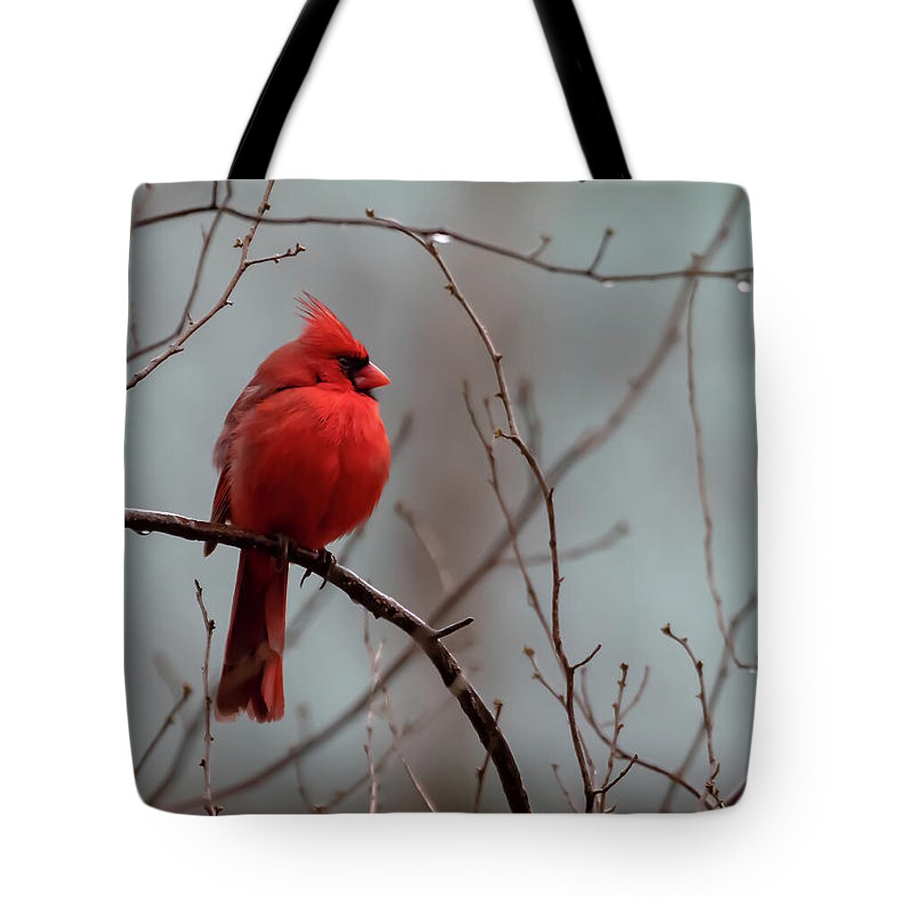 Northern Cardinal Tote Bag featuring the photograph Cardinal After Rain by Mindy Musick King