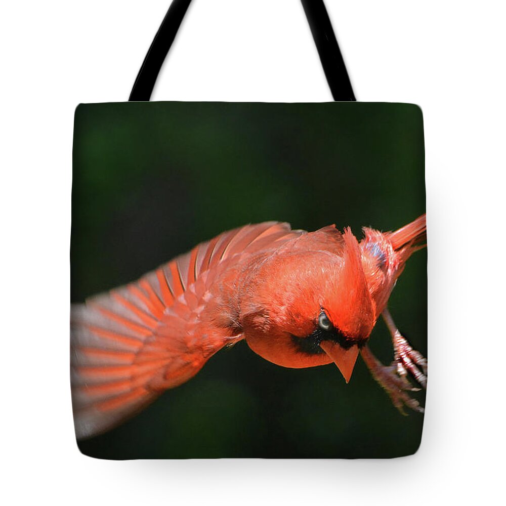 Male Tote Bag featuring the photograph Cardinal Flight by Jerry Griffin