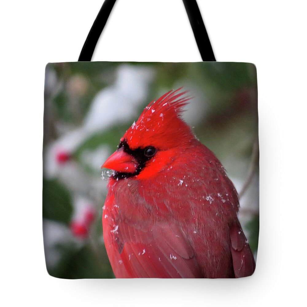 Birds Tote Bag featuring the photograph Cardinal in Snowy Holly Tree by Linda Stern