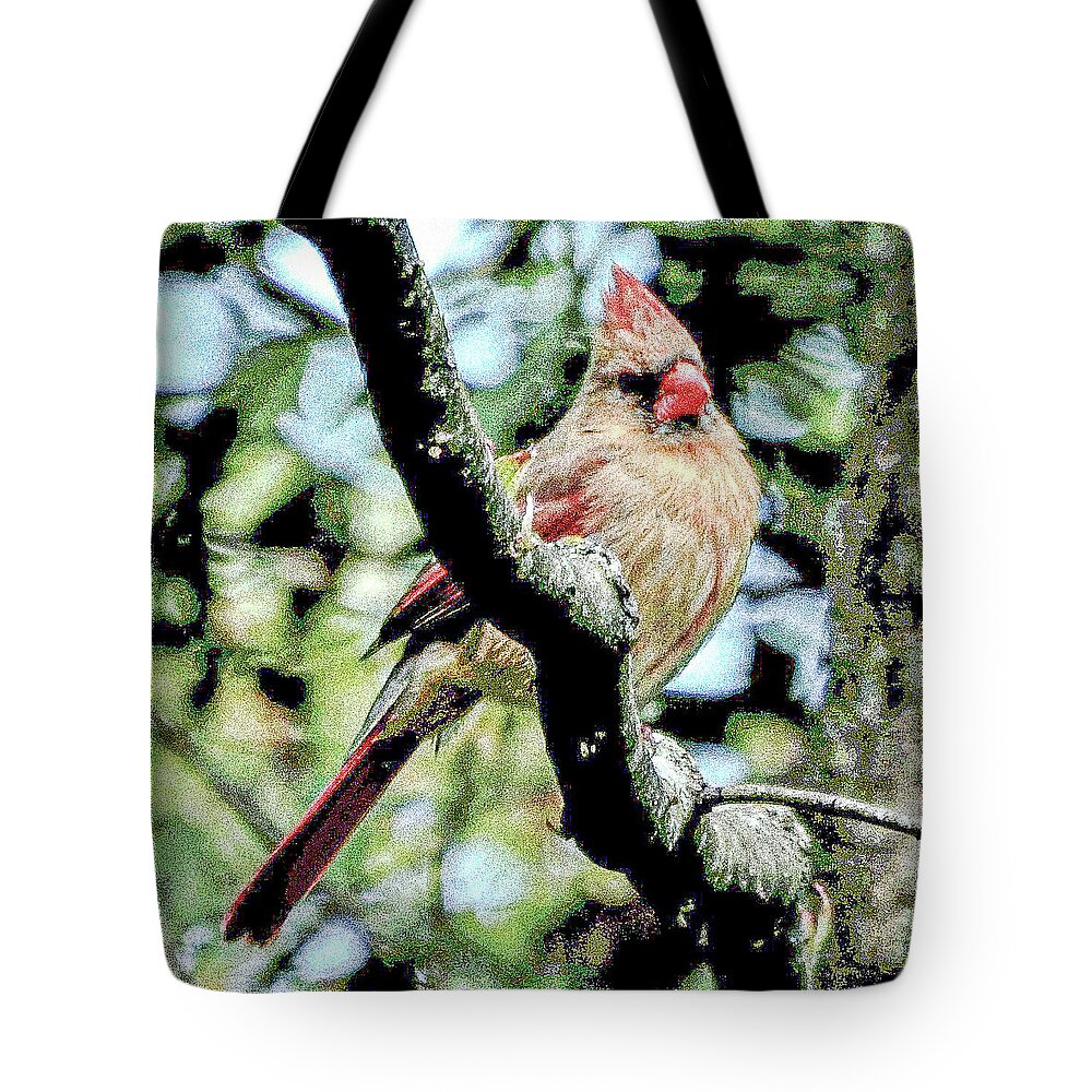 Cardinal Bird Feathers Red Branch Tree Tote Bag featuring the photograph Cardinal by John Linnemeyer