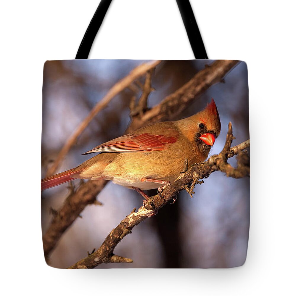 Cardinal Tote Bag featuring the photograph Cardinal on a Branch by Flinn Hackett