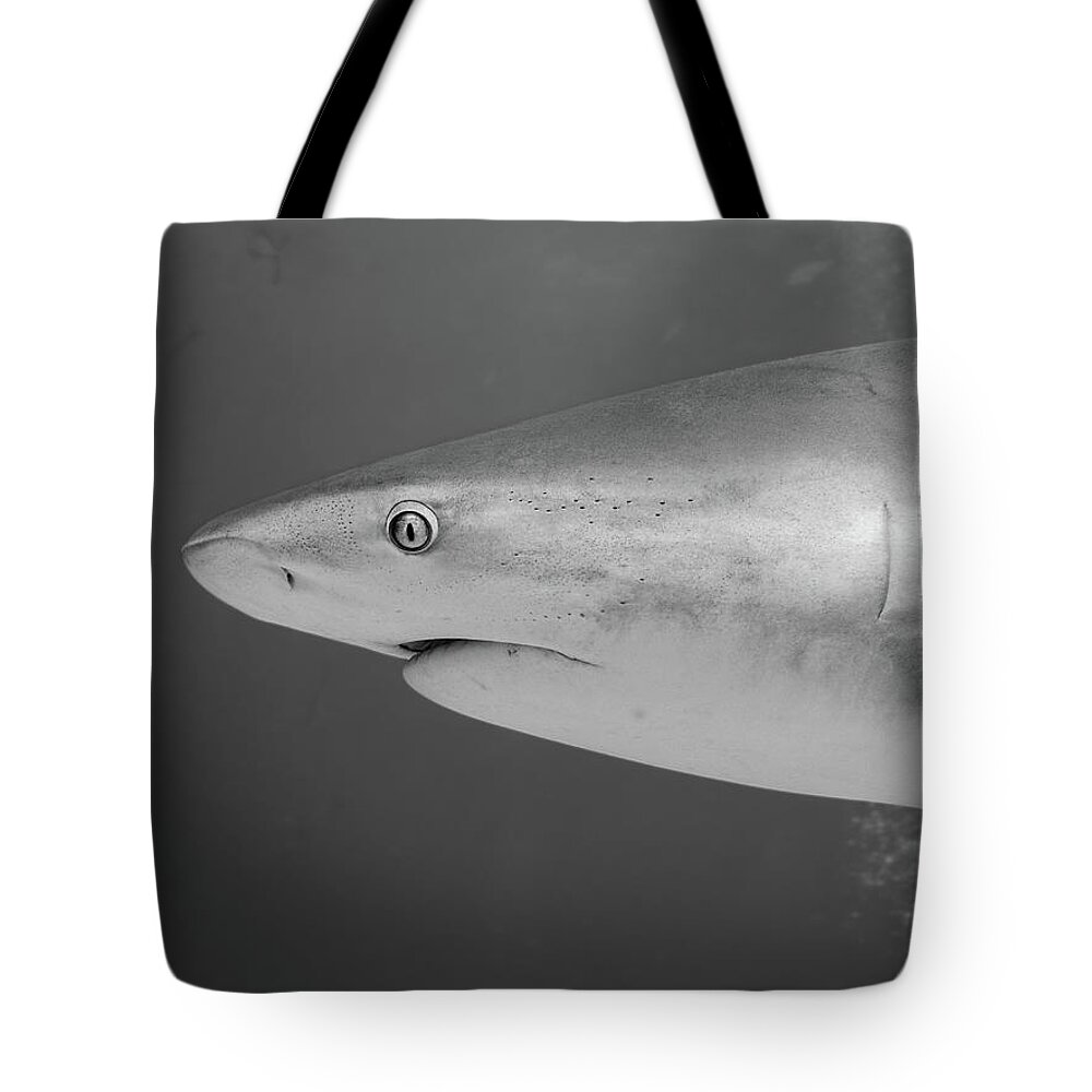 Shark Tote Bag featuring the photograph Caribbean Reef Shark by Brian Weber