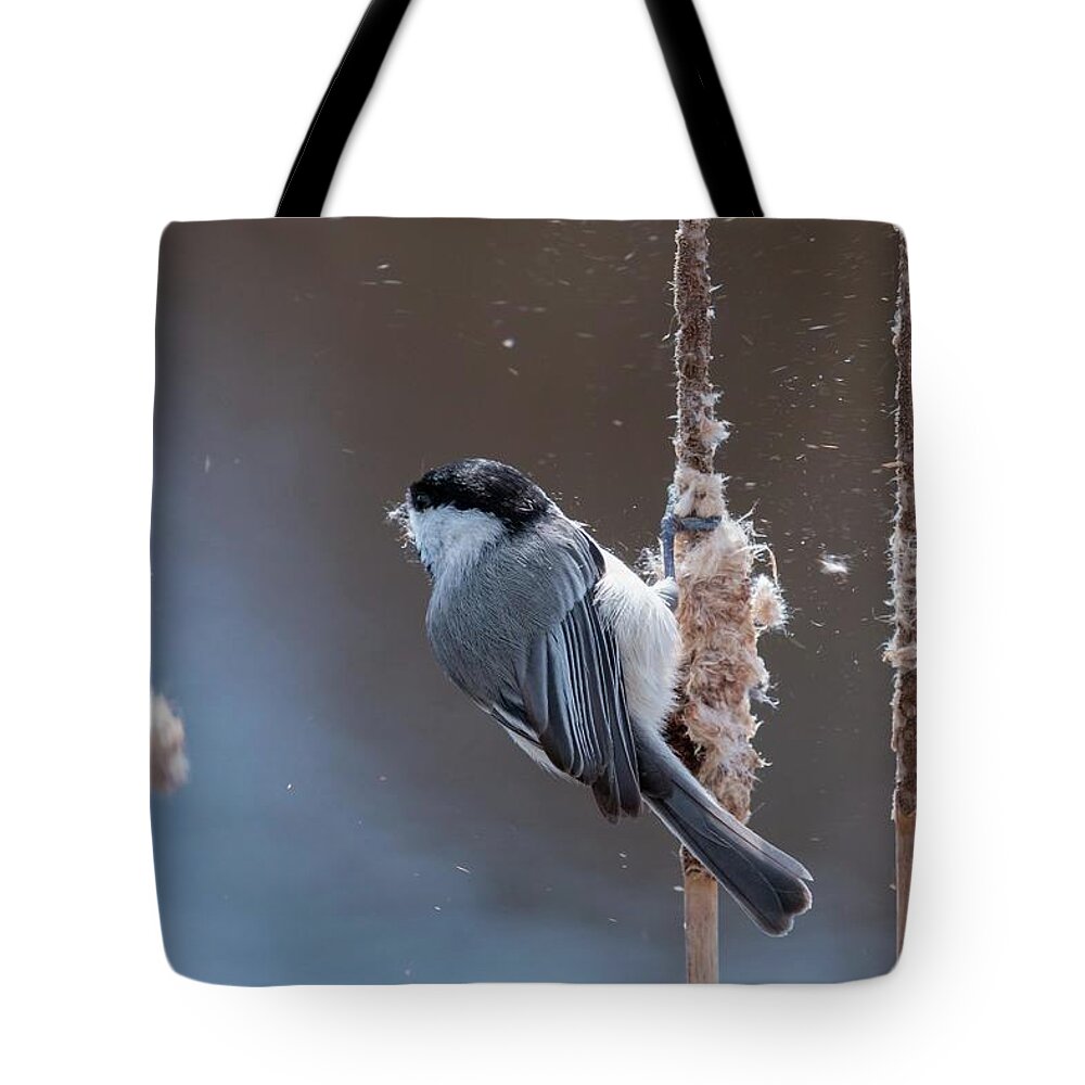 Action Tote Bag featuring the photograph Carolina Chickadee Feeding on Cattail by Liza Eckardt