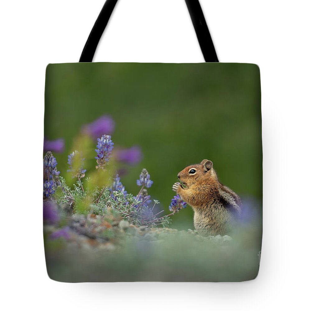 Callospermophilus Saturatus Tote Bag featuring the photograph Cascade Golden-mantled Ground Squirrel eating Lupines by Nancy Gleason