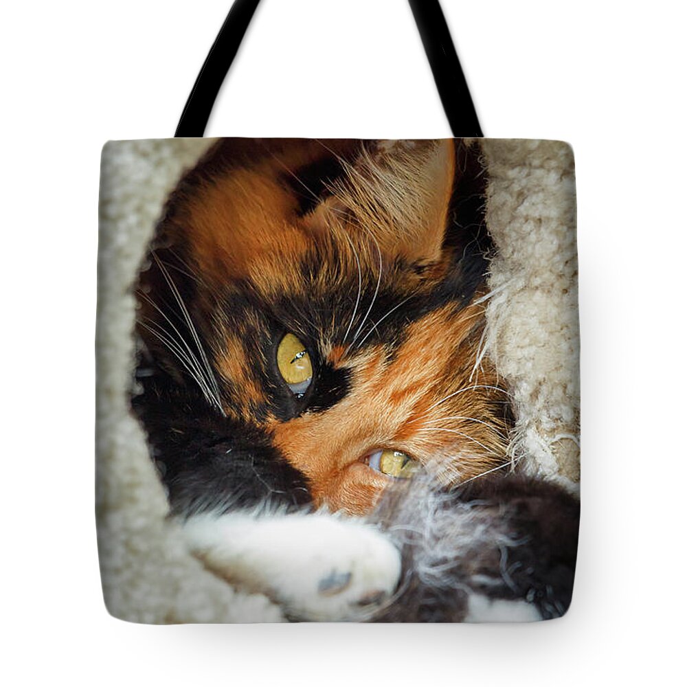 Cat Tote Bag featuring the photograph Cat in the House by Rick Deacon