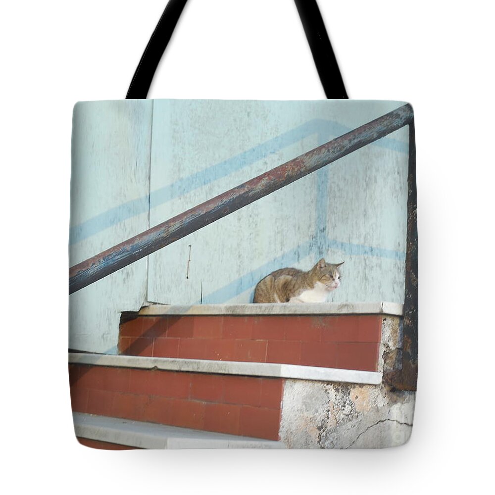 Cat Tote Bag featuring the photograph Cat in Ventimiglia II by Aisha Isabelle