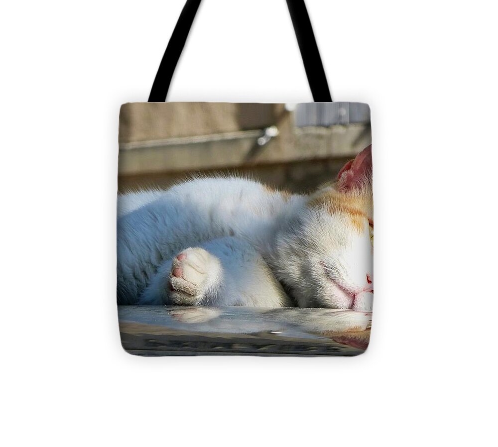 Cat Face Reflection Tote Bag featuring the photograph Cat Naps by Lynn Hunt