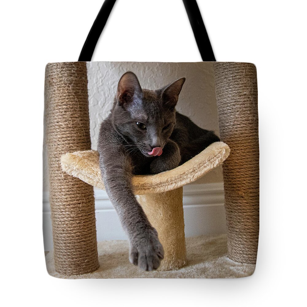 Cat Tote Bag featuring the photograph Cat Russian Blue by Dart Humeston