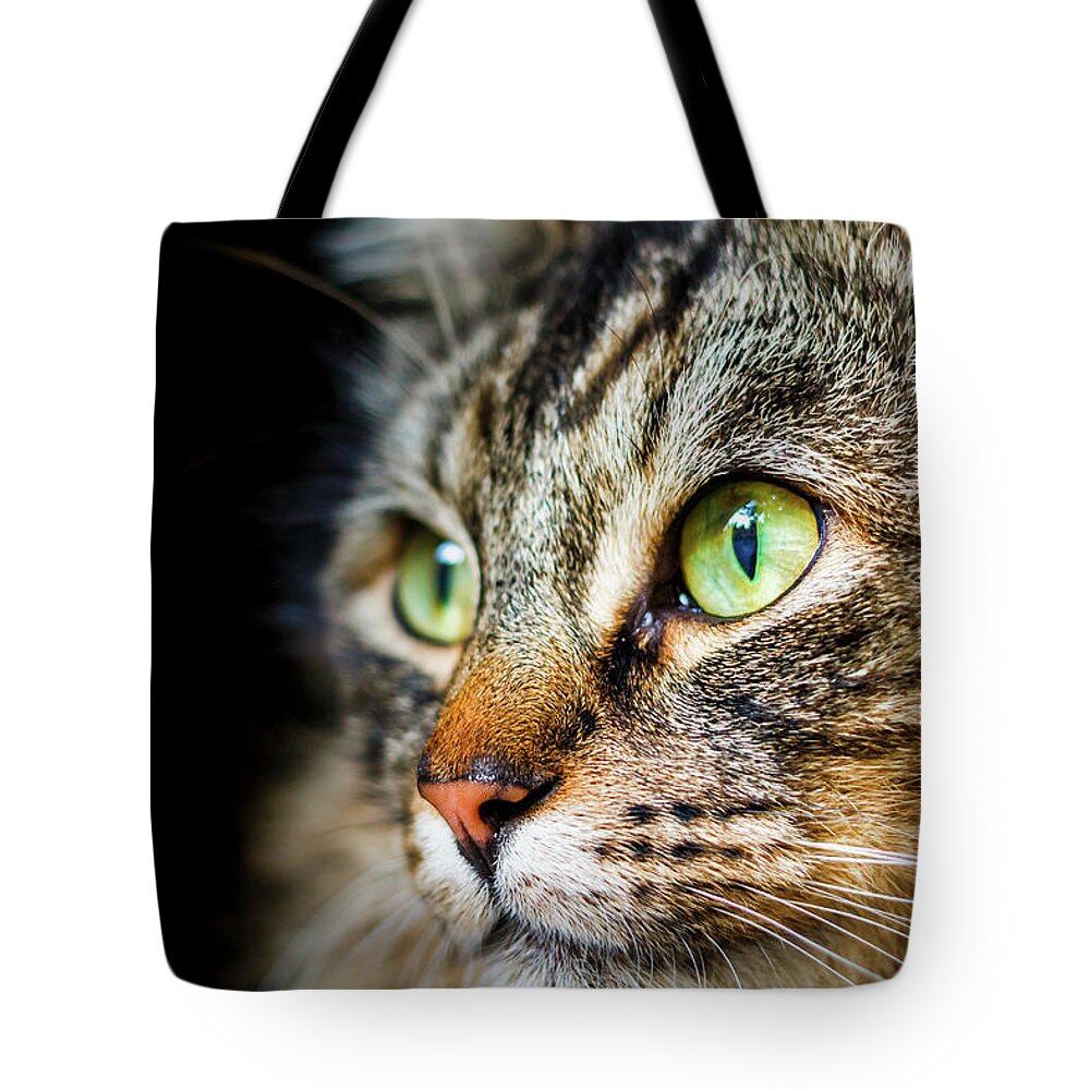 Cat Tote Bag featuring the photograph Cat Stare by Rick Deacon