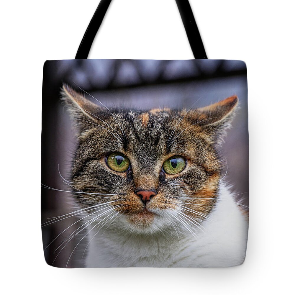 Liza Tote Bag featuring the photograph Cat suprised face. Cat looks at camera. Colorful kitten standing on wooden parapet and looks into garden. She watch something. Domestic moggie on watch by Vaclav Sonnek