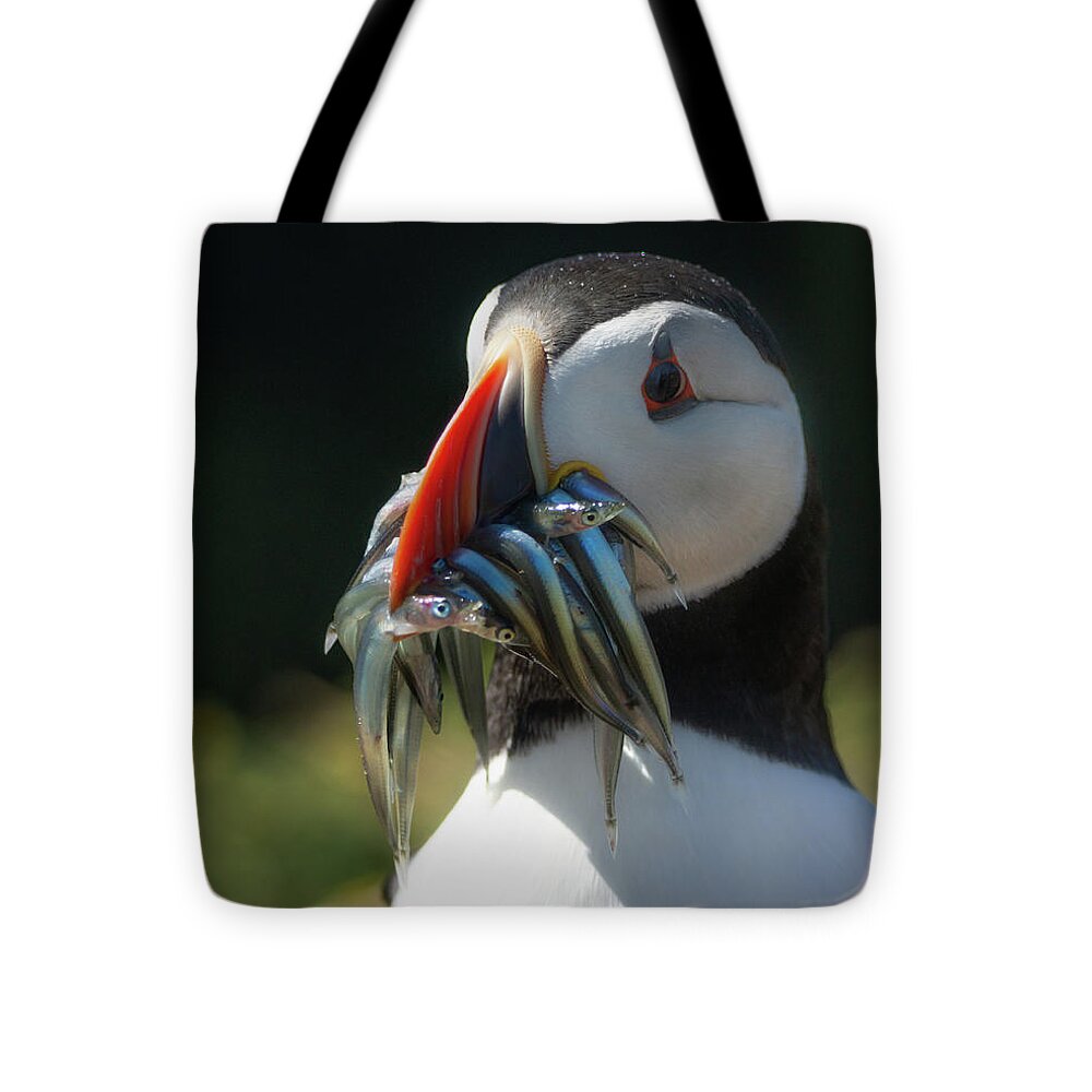 Animal Tote Bag featuring the photograph Catch Of The Puffin Day by Framing Places
