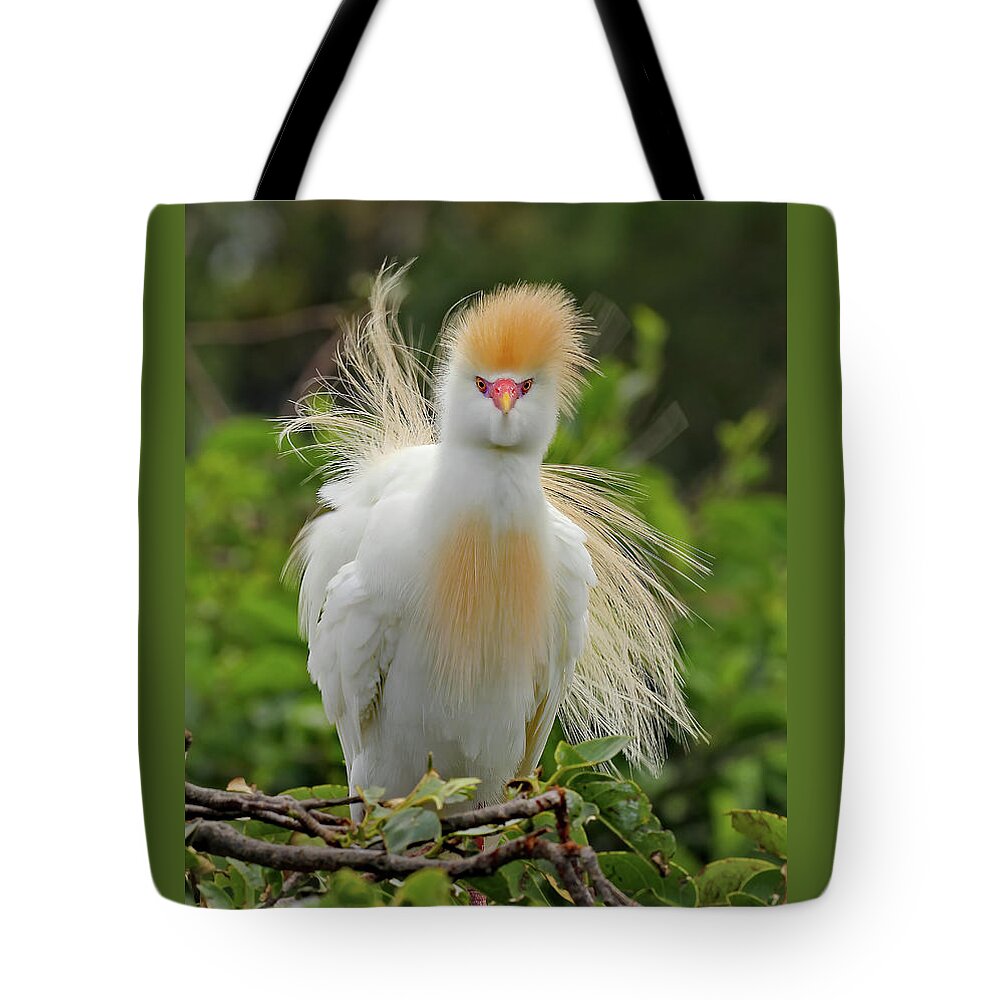 Cattle Egret Tote Bag featuring the photograph Cattle Egret Fluff by Jennifer Robin