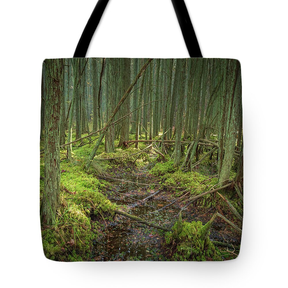 New Jersey Tote Bag featuring the photograph Cedar Swamp at Franklin Parker Preserve by Kristia Adams