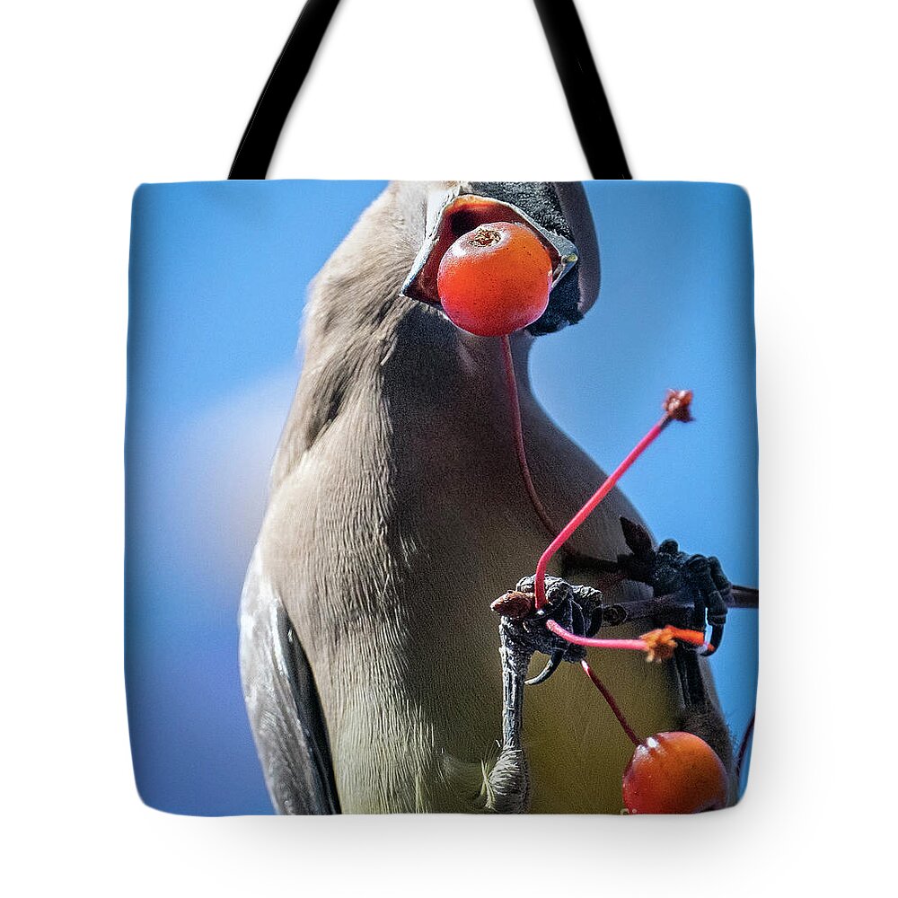 Cedar Waxwing Tote Bag featuring the photograph Cedar Waxwing with a Berry by Sandra Rust