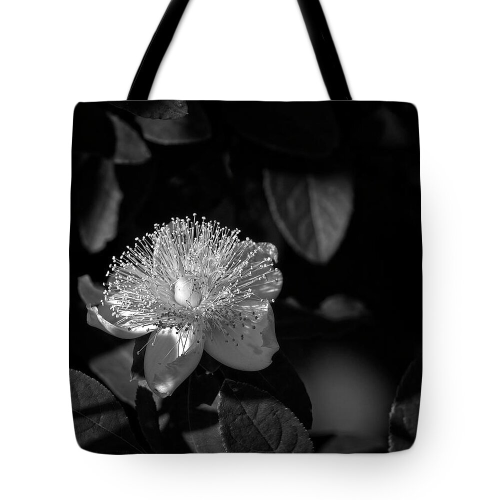Hypericum Frondosum Michx Tote Bag featuring the photograph Cedarglade St. John's Wort by Laura Vilandre