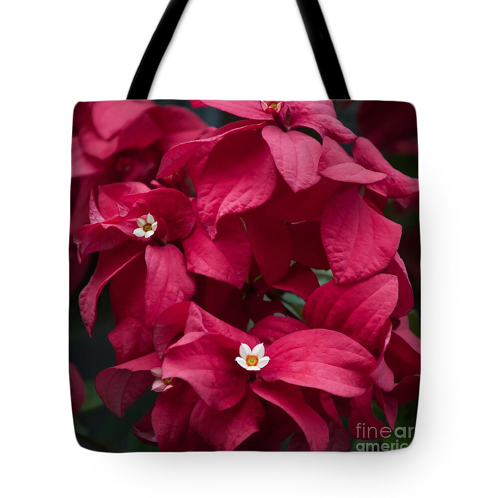 Holiday Tote Bag featuring the photograph Celebrating the Holidays by Amy Dundon
