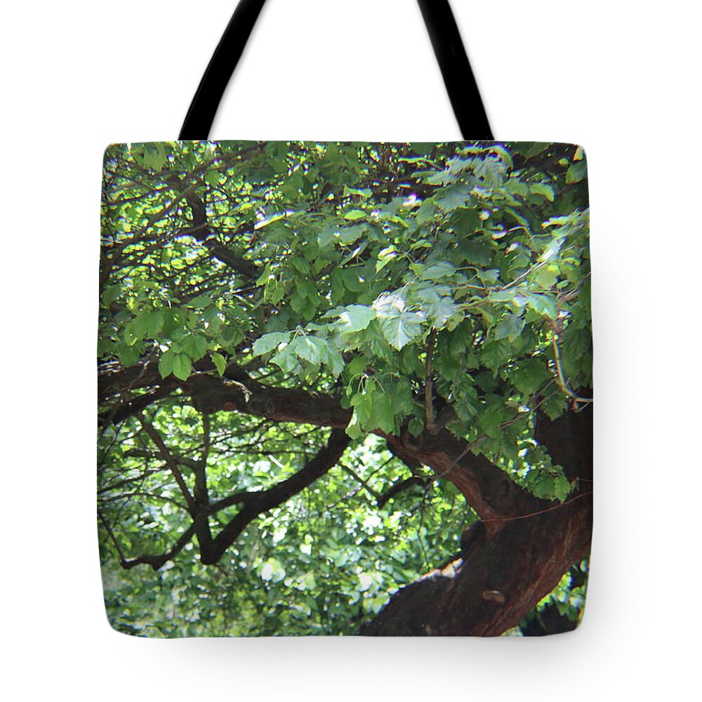 Trees Tote Bag featuring the photograph Central Park Trees by Kenneth Pope