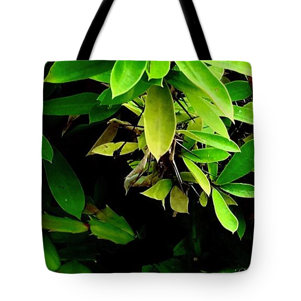 Cacti Tote Bag featuring the photograph Cacti in Conflict by J Hale Turner