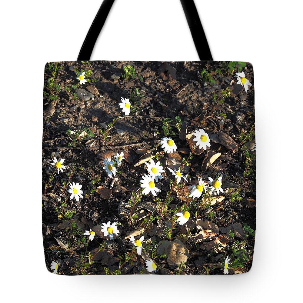 Photo Art Tote Bag featuring the photograph Chamomile Group Social by Richard Thomas