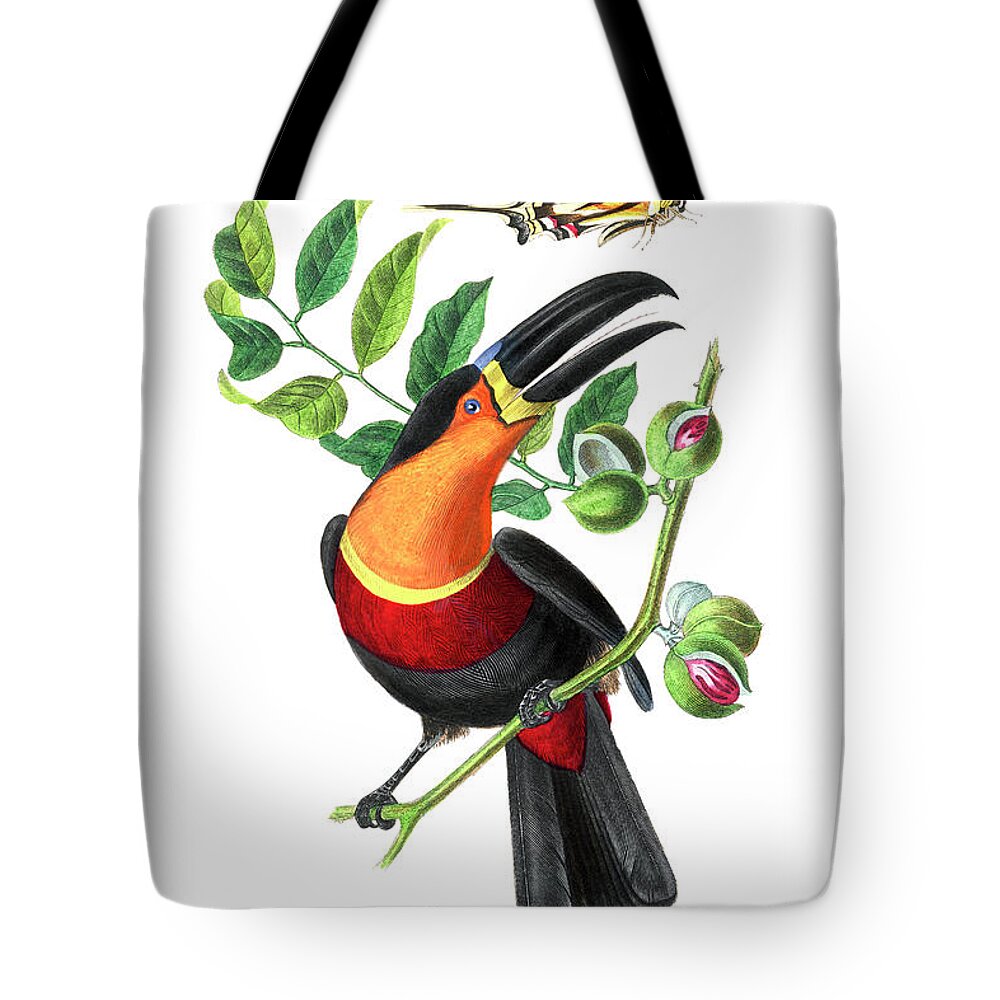Channel-billed Toucan Tote Bags