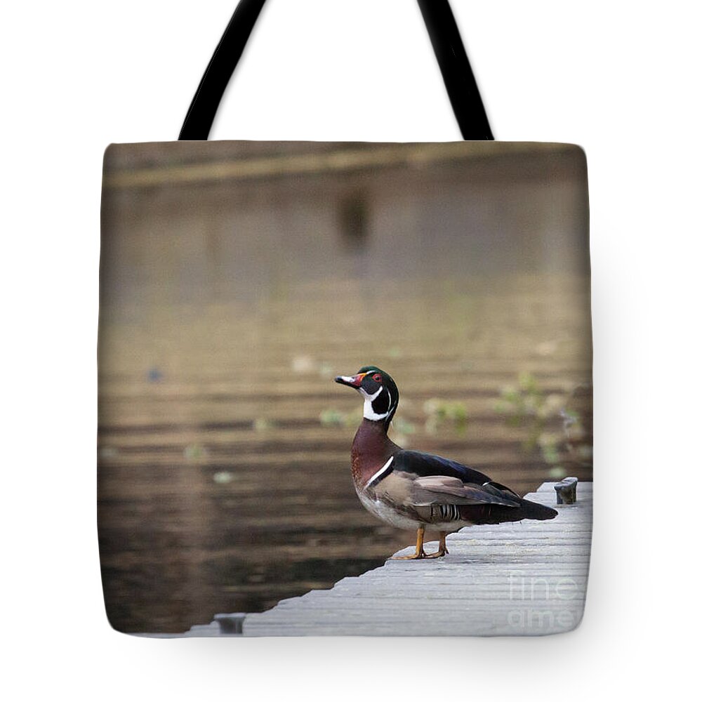 Wood Duck Tote Bag featuring the photograph Checking Me Out by Jayne Carney