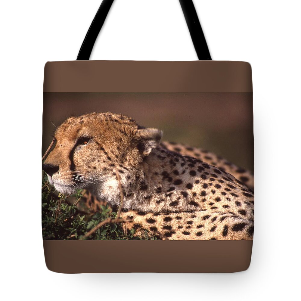 Cheetah Tote Bag featuring the photograph Cheetah Looking for Prey by Russel Considine