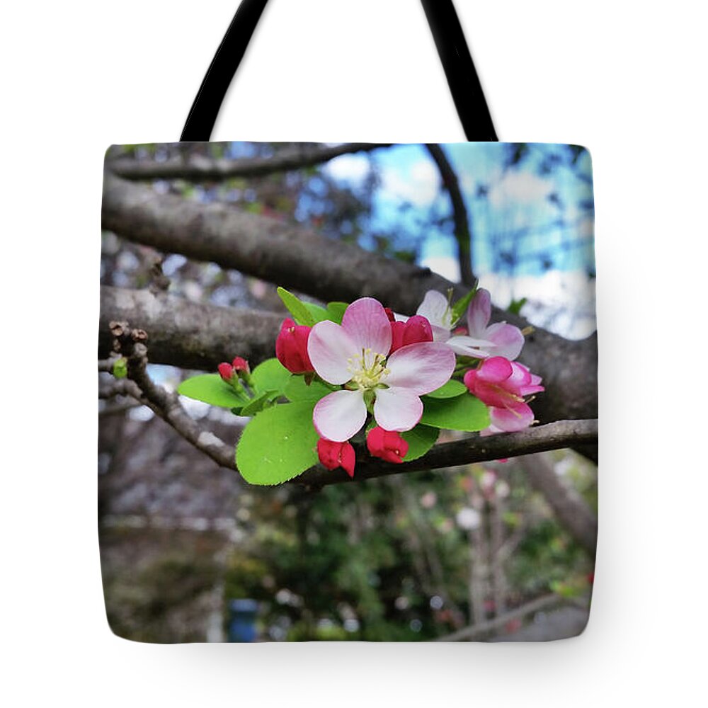  Tote Bag featuring the photograph Cherry Blossom by Heather E Harman
