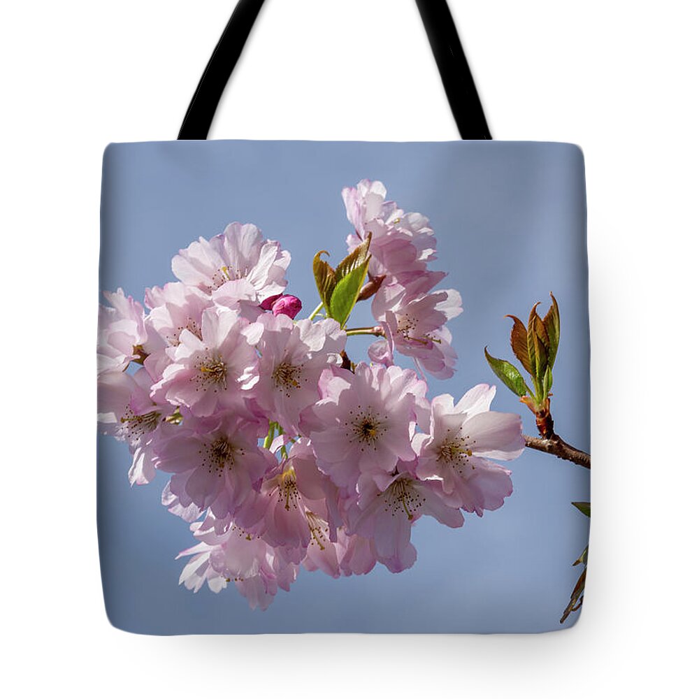 Blossom Tote Bag featuring the photograph Cherry blossom right by Steev Stamford