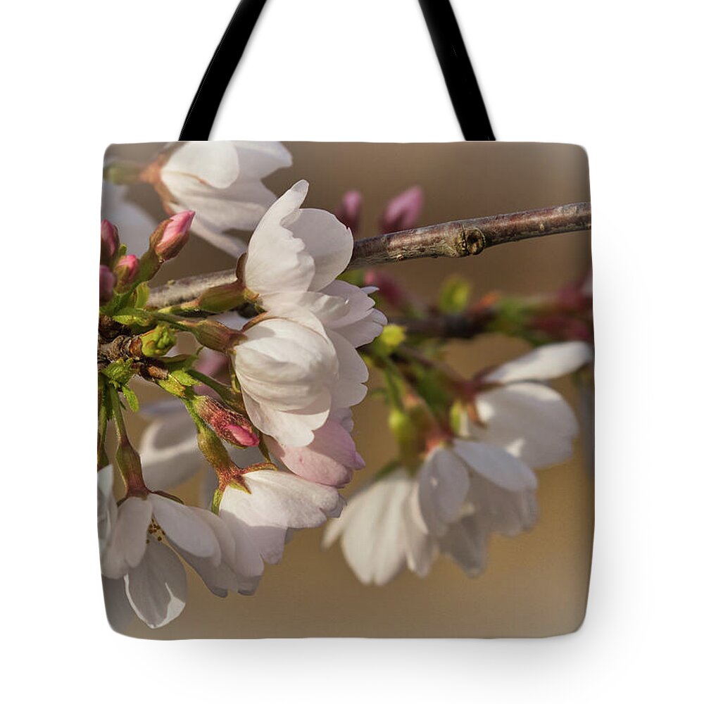 Cherry Blossoms Tote Bag featuring the photograph Cherry Blossoms by Dorothy Cunningham