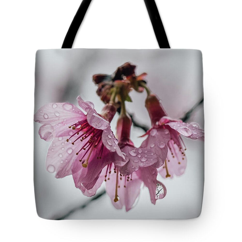 Prunus Campanulata Tote Bag featuring the photograph Cherry Blossoms with Water Droplets by Lara Morrison