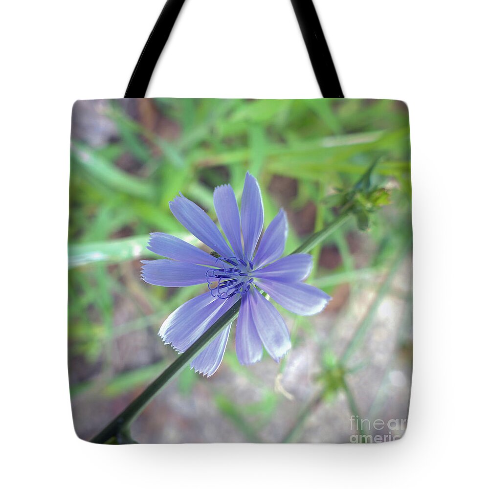 Plant Tote Bag featuring the photograph Chicory Flower by Bentley Davis